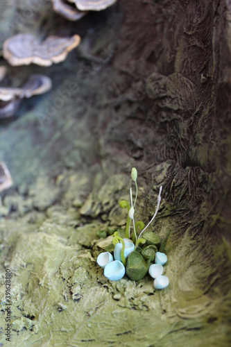 background with plants moss and swamp flowers selective focus