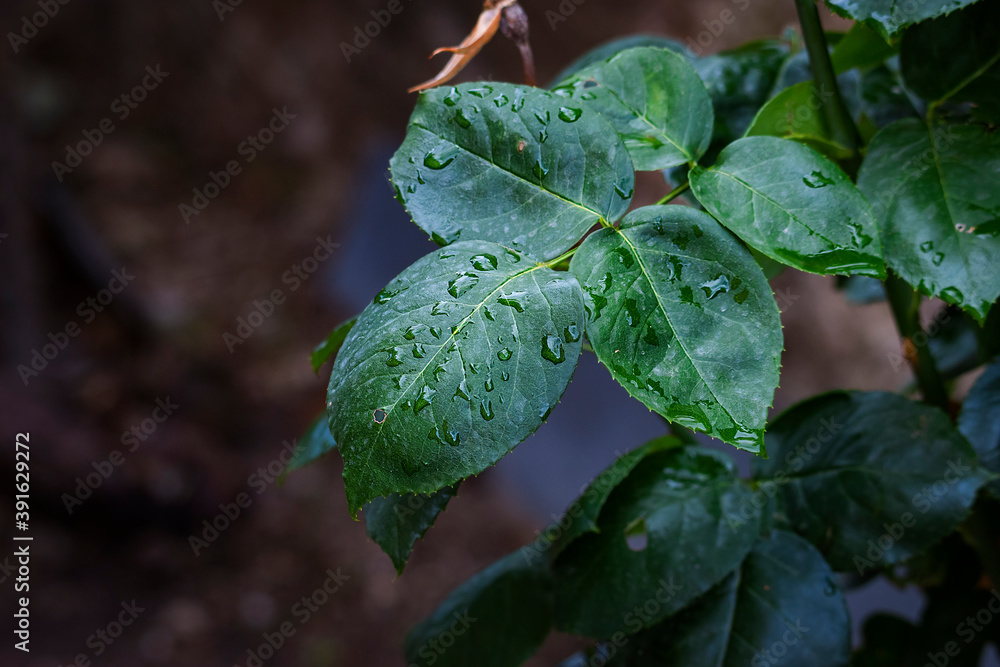 HOJAS VERDES CON GOTAS DE AGUA DESPUÉS DE LA LLUVIA HOJAS VERDES CON GOTAS DE AGUA DESPUÉS DE LA LLUVIA