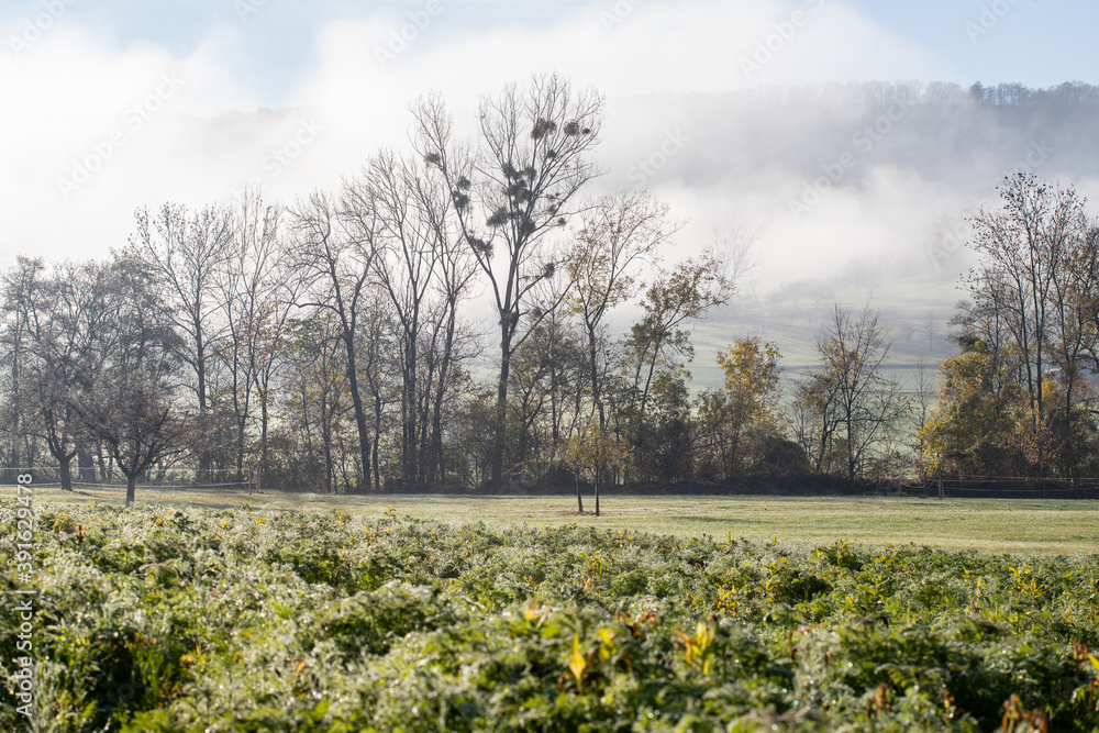 Fototapeta premium Novembermorgen zwischen Heiningen und Eschenbach