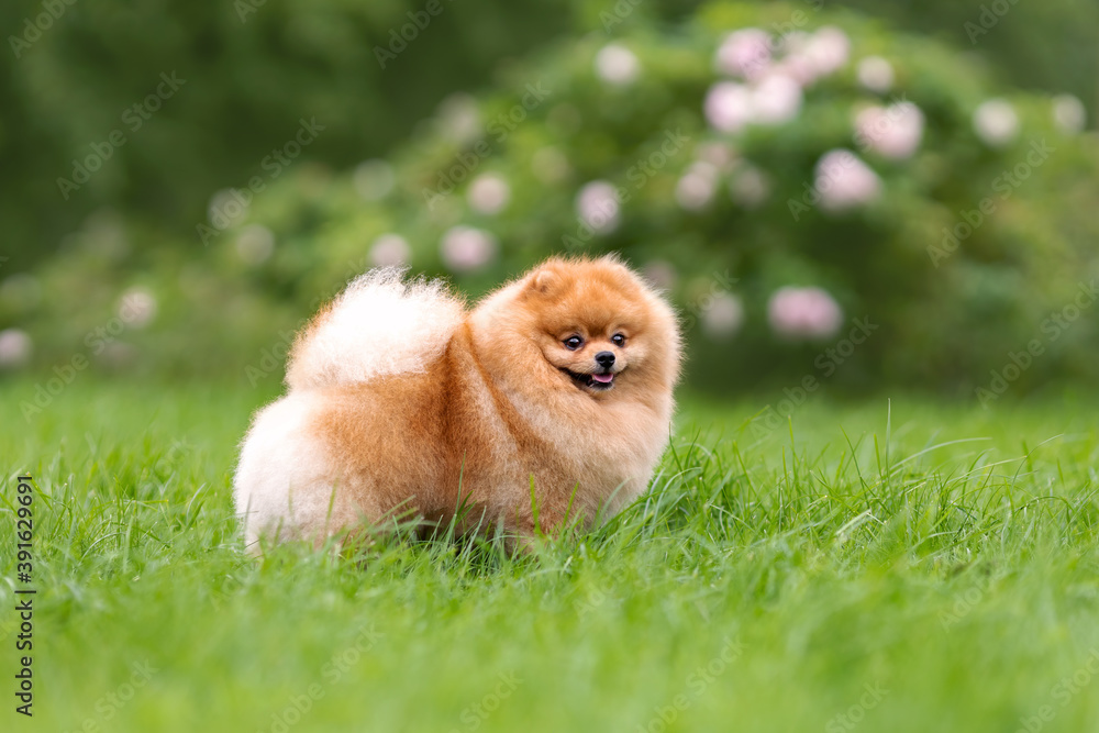 Portrait of cute small orange pomeranian spitz dog walking on green grass at nature.
