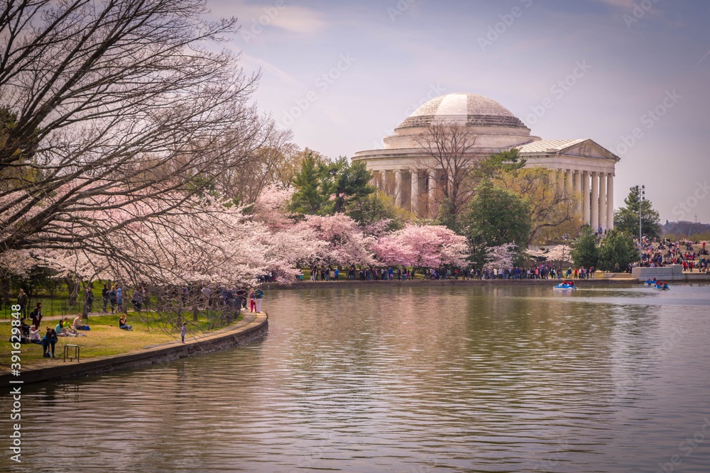 The peak bloom of cherry blossoms around the Jefferson Memorial in Washington DC
