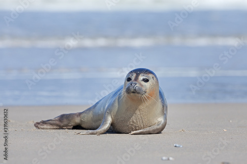 The common seal has a rest on the beach. Cute common seal lying out of water. European nature. 