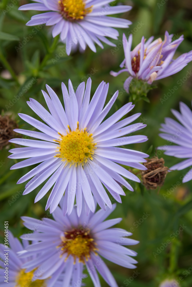 Obraz premium Colored daisies in a meadow 