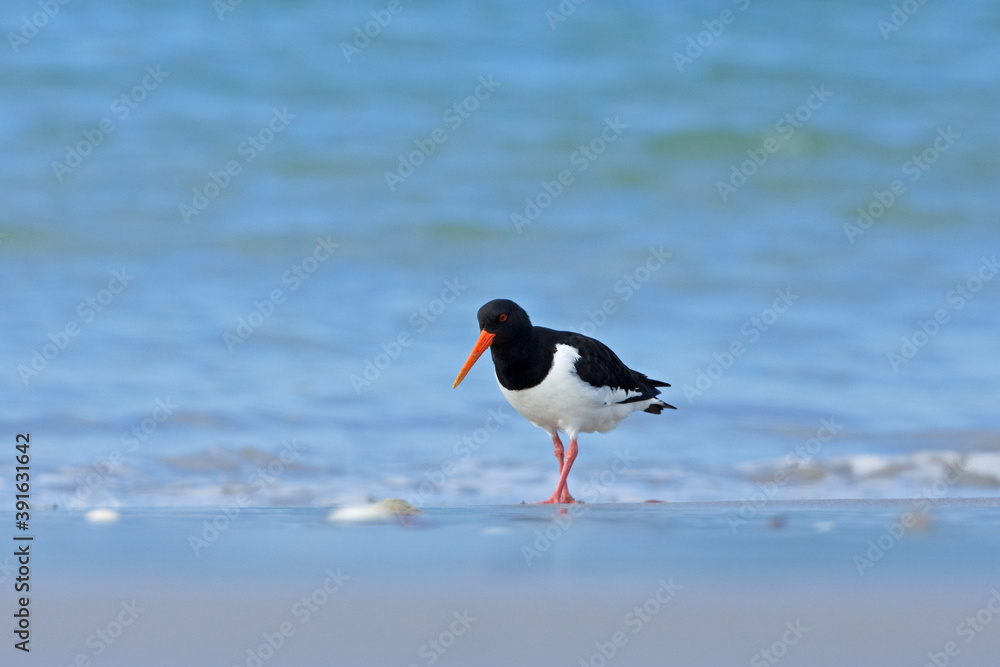 Oystercatcher walking on the beach. A bird looking for food. European nature. Life on the coast of the sea. Oystercatcher walking on the beach. A bird looking for food. European nature. Life on the coast of the sea.