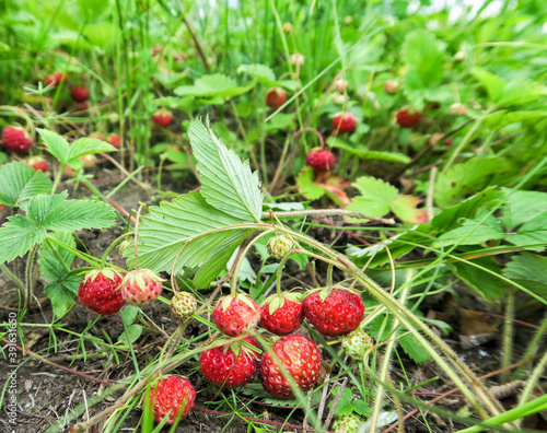 A close-up shot of a ripe forest strawberry. Lots of red sweet berries in the clearing.