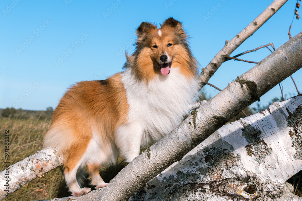 Stunning nice fluffy sable white shetland sheepdog, sheltie standing pretty outside on birch tree stump on a sunny day with blue sky. Small working, little cute collie, lassie sheepdog outdoors Stunning nice fluffy sable white shetland sheepdog, sheltie standing pretty outside on birch tree stump on a sunny day with blue sky. Small working, little cute collie, lassie sheepdog outdoors