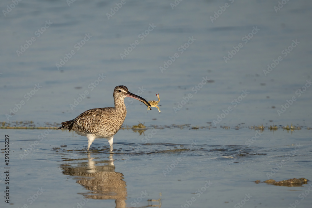 Eurasian curlew on the northern coast of Qatar Eurasian curlew on the northern coast of Qatar