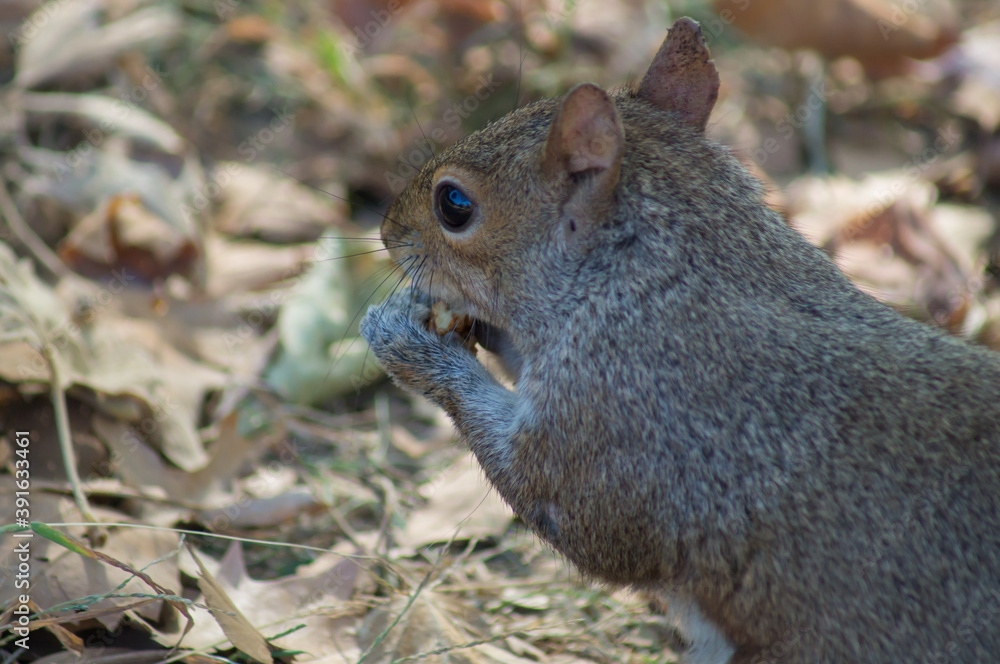 eastern grey squirrel eastern grey squirrel