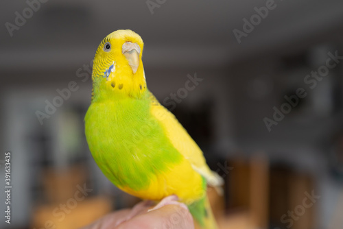 Fototapeta Portrait of a green and yellow budgerigar parakeet sitting on a finger lit by window light