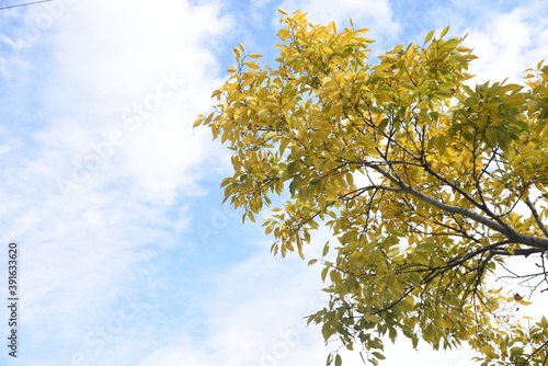 Chinese hackberry yellow leaves   Cannabaceae deciduous tree