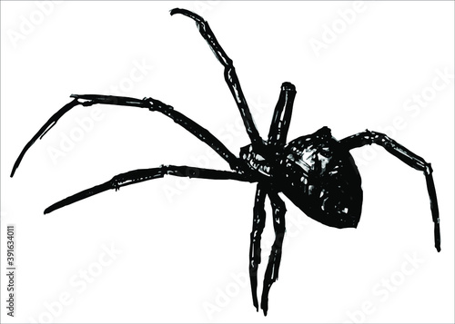 vector spider on white background