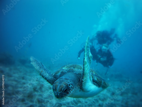 TENERIFE, SPAIN - Oct 04, 2020: Loggerhead sea turtle in Tenerife photo