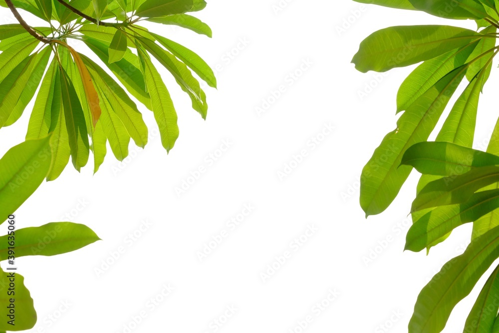 Obraz premium Tropical tree leaves with branches and warm light on white isolated background for green foliage backdrop,copy space