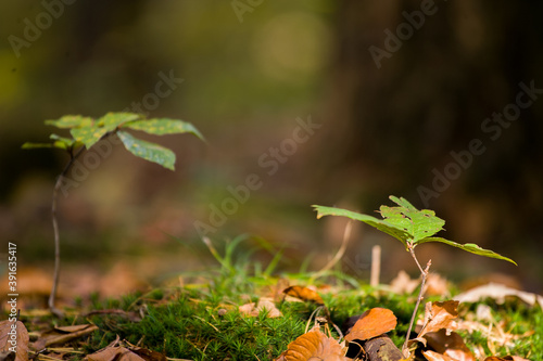 Młode drzewa na ściółce w lesie