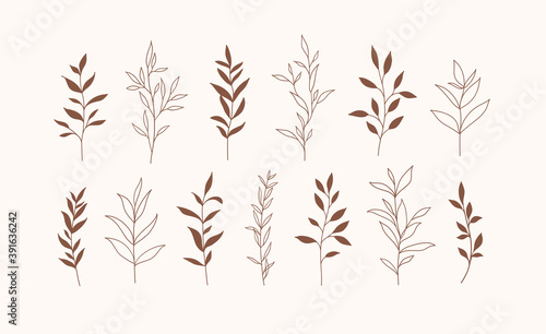 Set of vector plants and herbs. Hand drawn floral elements.