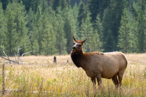 Female elk  cow  looks around with a tilted head in a grassy meadow in Yellowstone National Park in autumn