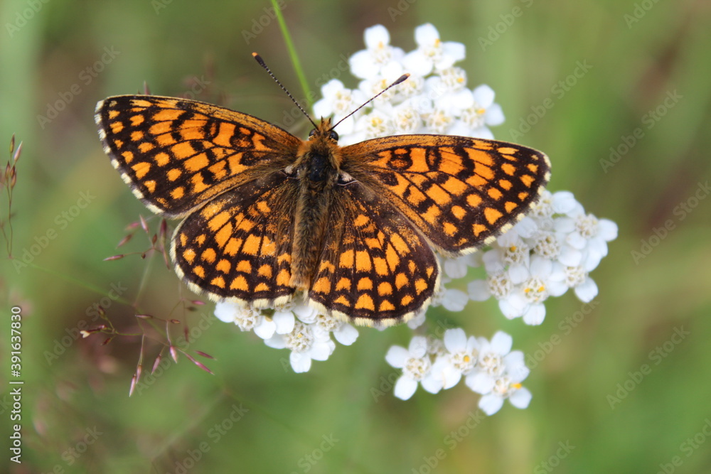 butterfly on flower butterfly on flower