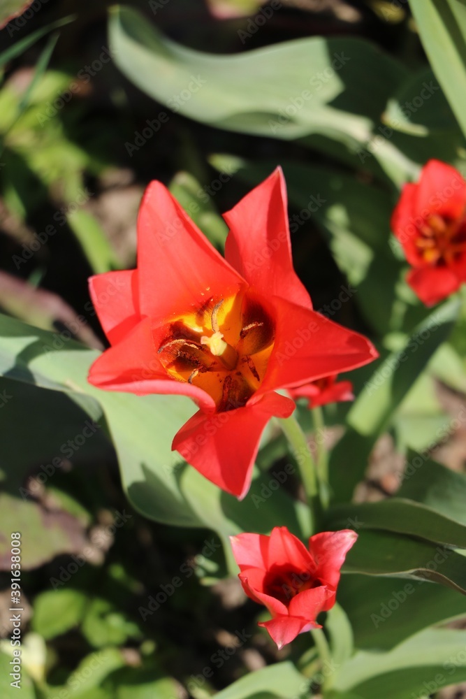 Red tulip in spring, Germany