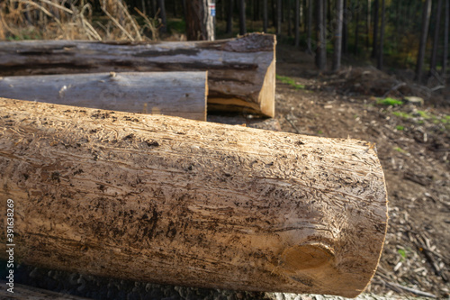 Fallen wood forest woodcutters logger photo