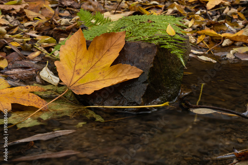 green fern and orange fallen leaf on a stone in a flowing stream and clear flowing water in autumn in the forest 