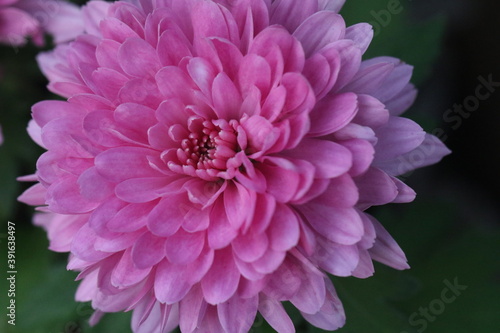 crisantemo de color de rosa
