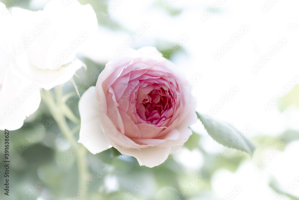 Fototapeta premium Pink roses in full blooming at Ayabe rose garden in Japan