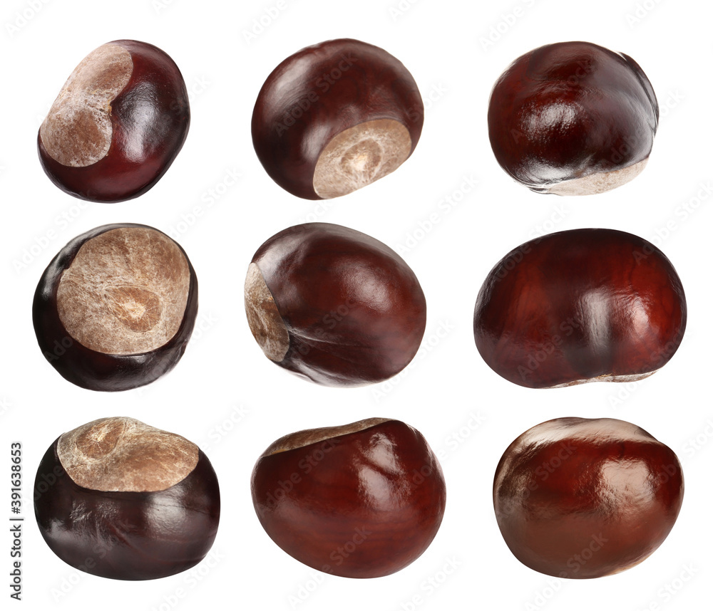 Set of brown horse chestnuts isolated on white Set of brown horse chestnuts isolated on white