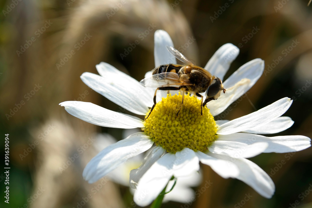 Obraz premium SAMSUNG CSC