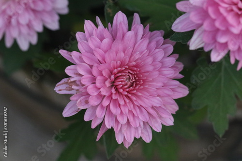 Fototapeta Naklejka Na Ścianę i Meble -  crisantemo de color de rosa