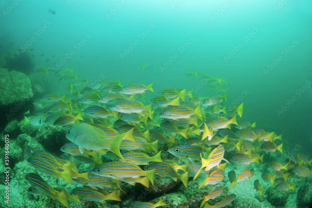 Fototapeta premium The shoal of fish in Mexiko. Snappers on the bottom of the sea. Mexican marine life.