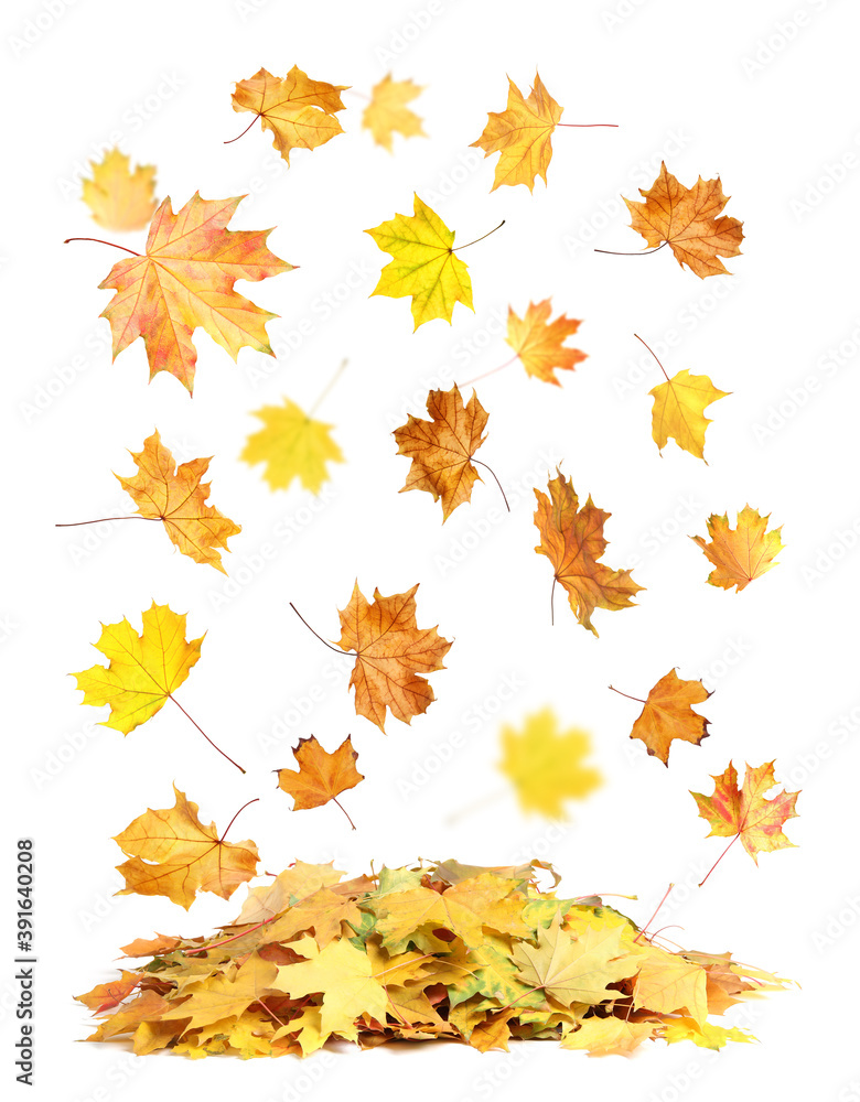 Fototapeta premium Beautiful autumn leaves falling on white background
