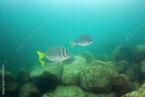 Fototapeta Naklejka Na Ścianę i Meble -  The shoal of fish in Mexiko. Yellowtail surgeonfish on the bottom of the sea. Mexican marine life.