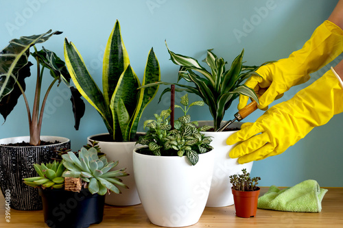 Women's hands take care of plants. Indoor home garden plants. Collection various flowers. Stylish botany composition of home interior blue background. Stay home and gardening