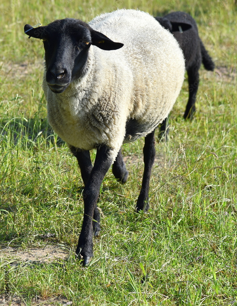 Neugieriges weißes Schaf mit schwarzem Kopf und schwarzen Beinen Neugieriges weißes Schaf mit schwarzem Kopf und schwarzen Beinen