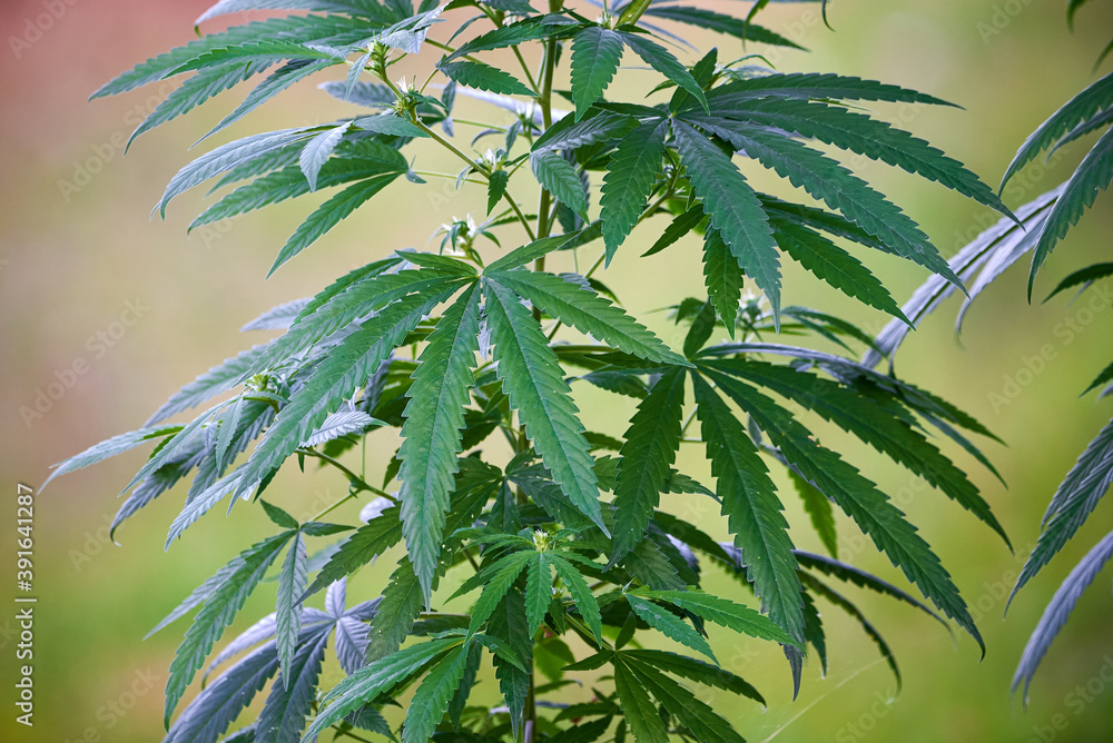 Cannabis plant close-up, marijuana bush Cannabis plant close-up, marijuana bush