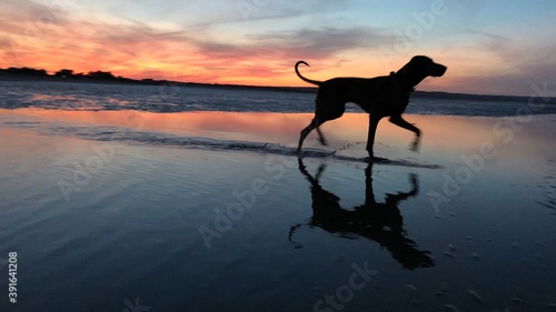 dog on the beach at sunset