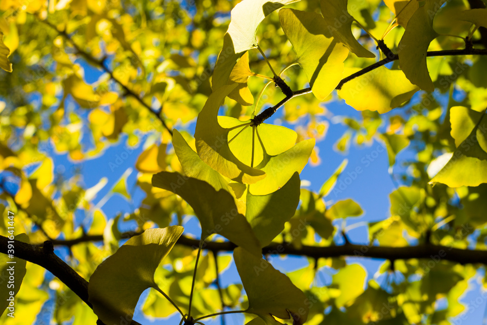 Autumn Gingko Biloba tree leaves, autumn yellow ginkgo leaves and blue sky Autumn Gingko Biloba tree leaves, autumn yellow ginkgo leaves and blue sky