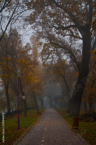 Autumn landscape, foggy autumn park alley with bare trees and dry fallen autumn leaves