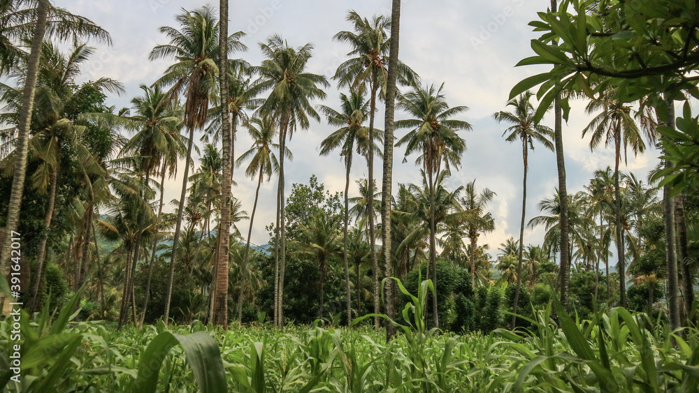 Fototapeta premium Amed Bali landscape