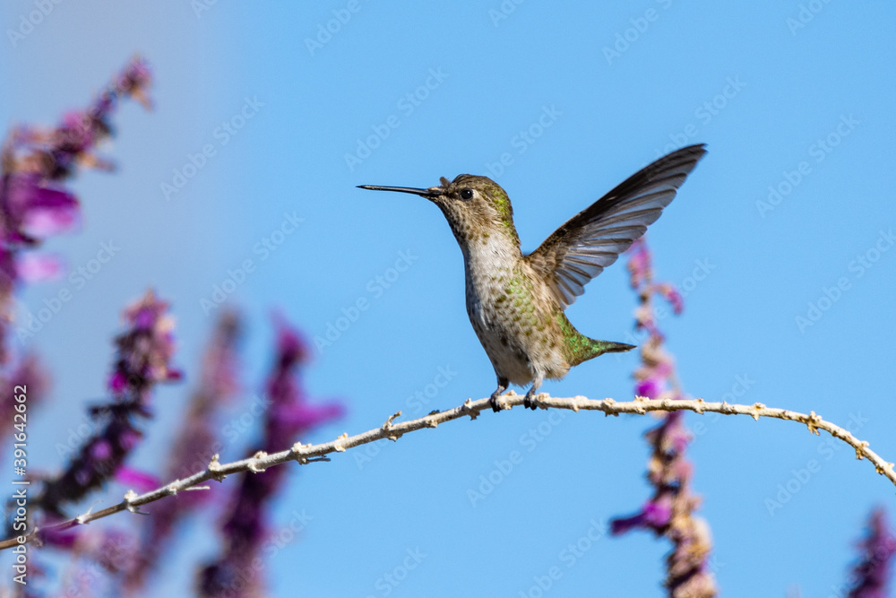 Obraz premium Rufus Hummingbird flutters wings rapidly while descending for a landing on a wildflower branch perch.
