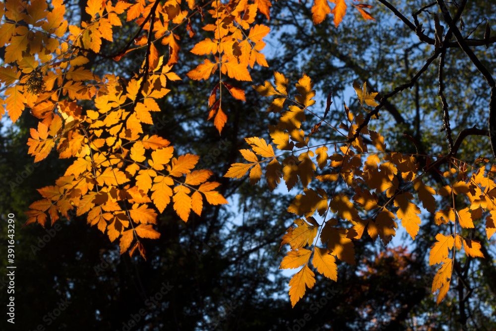 Autumn and fall yellow leave close-up, nature background, yellow color, ash-tree leave Autumn and fall yellow leave close-up, nature background, yellow color, ash-tree leave