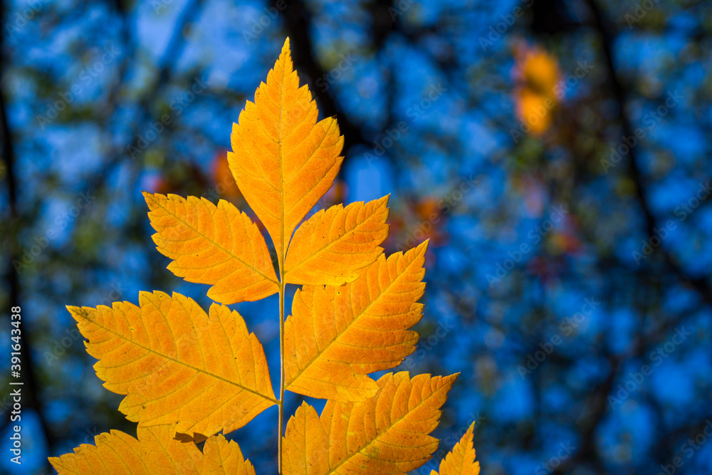 Autumn and fall yellow leave close-up, nature background, yellow color, ash-tree leave