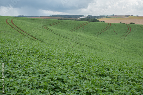 Tableau sur toile Plantação de feijão Paraná Brasil