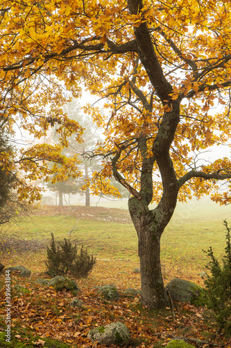 beautiful autumn tree in the park on the foggy morning
