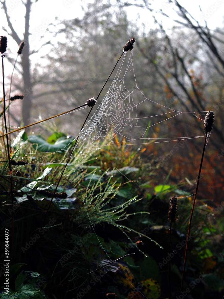 Spiders web in a green lush forest bedding on an autumn morning