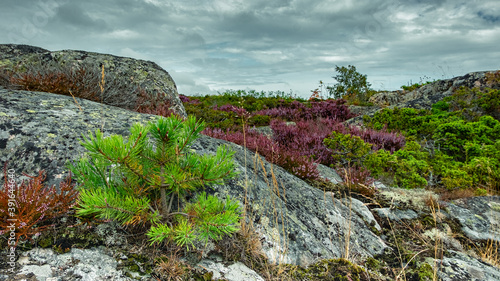 moss, blueberries, and blueberries spread out like a carpet over beautiful rocks with low pines. beautiful rocks of Northern Scandinavia. photo