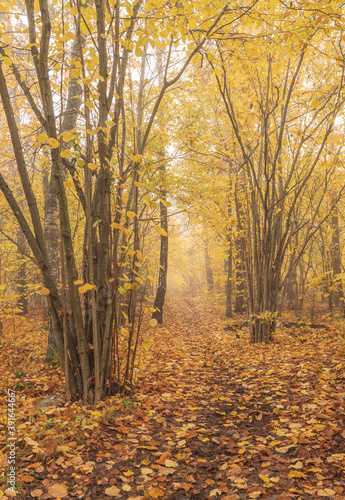 A pathway in leafy forest in the foggy autumn day © Alina Turesson