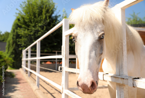 White horse in paddock on sunny day. Beautiful pet