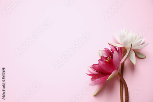 Fototapeta Naklejka Na Ścianę i Meble -  Beautiful blooming lotus flowers on pink background, flat lay. Space for text