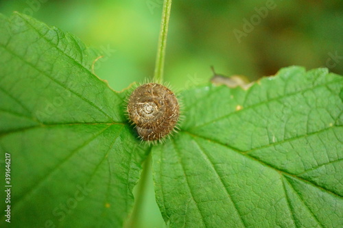 Macro photography of hairy snail shell